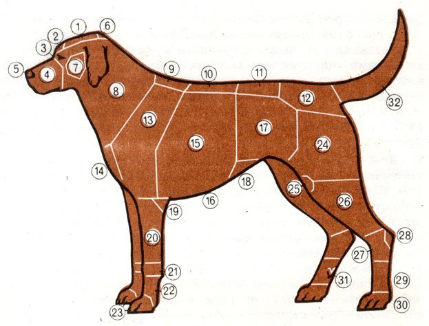 Рис. 1. Стати собаки: 1 - лоб; 2 - надбровные дуги; 3 - переход от лба к морде; 4 - морда; 5 -мочка носа; 6 - затылочный бугор; 7 - скула; 8 - шея; 9 - холка; 10 - спина; 11 - поясница; 12 - круп; 13 - плечо; 14 - передняя часть груди; 15 - боковая часть груди; 16 - нижняя часть груди; 17 - пах; 18 - живот; 19 - локоть; 20 - предплечье; 21 - запястье; 22 - пясть; 23 - передняя лапа; 24 - бедро; 25 - колено; 26 - голень; 27 - скакательный сустав; 28 - пятка; 29 -  плюсна; 30 - задняя лапа; 31 - прибылой палец; 32 - хвост