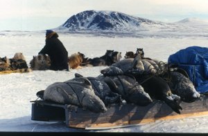 охотник на тюленей