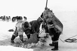 Охотники-инуиты с ездовыми собаками