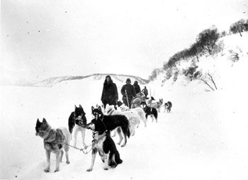 Аборигенные камчатские ездовые собаки. финская экспедиция, 1920-е гг.