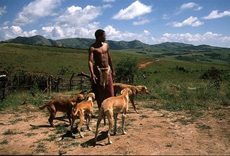Охотник с собаками в Свазиленде
