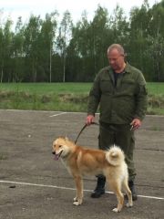 Клинская районная выставка охотничьих собак . 11.05.2019