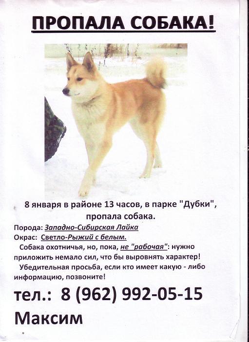 Русский язык объявление о пропаже собаки
