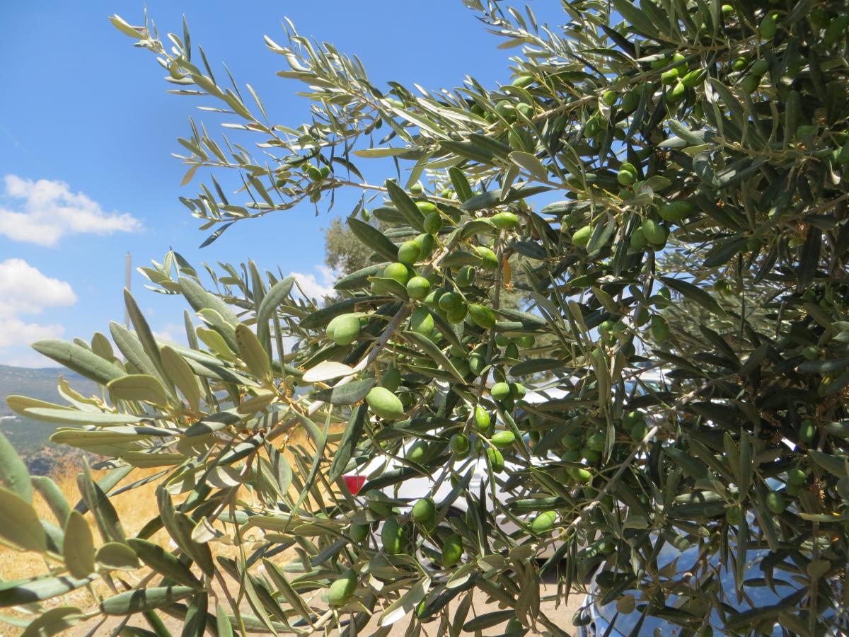 Дикая маслина дерево