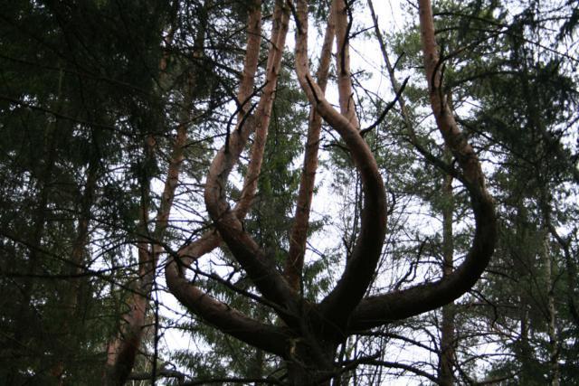 дерево1.jpg