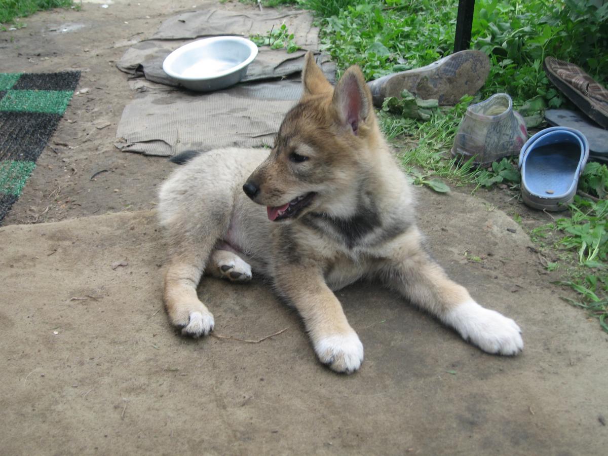 Западно Сибирская лайка щенок 3 месяца