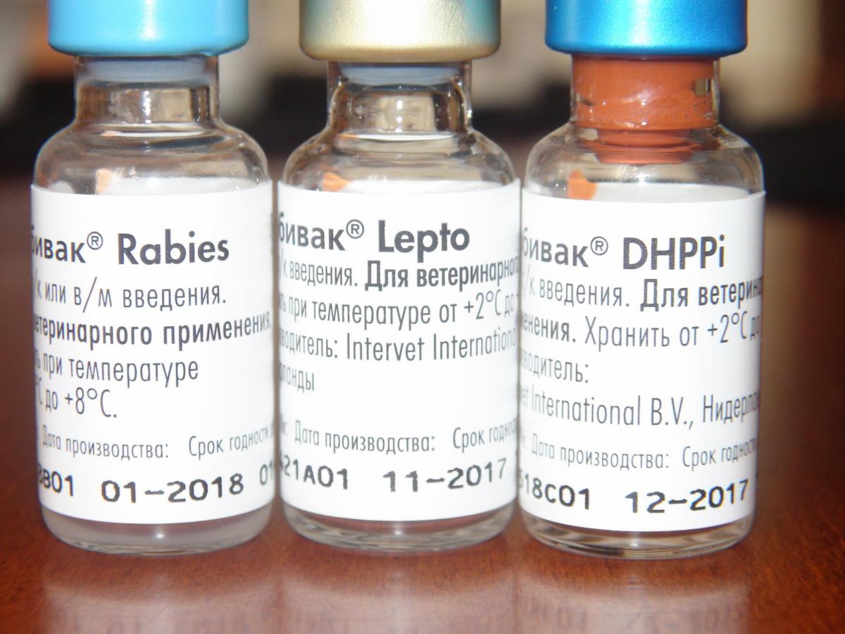 Вакцина для собак l. Нобивак DHPPI l4 Rabies. Нобивак DHPPI RL для собак. Вакцина Нобивак DHPPI И Lepto. Вакцины для собак Нобивак DHPPI+Lepto+Rabies.