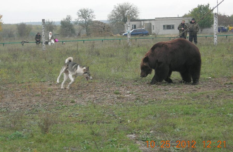 Почему маша издевается над медведем. Испытательная станция охотничьих собак Фрязево медведь. Испытательная станция охотничьих собак Кировская область. Испытательная станция охотничьих собак в Орле 2023. Пакистан натравливание собак на медведей.
