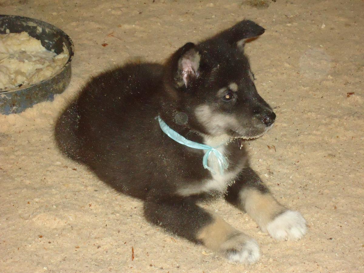 Восточносибирская лайка щенок 2 месяца