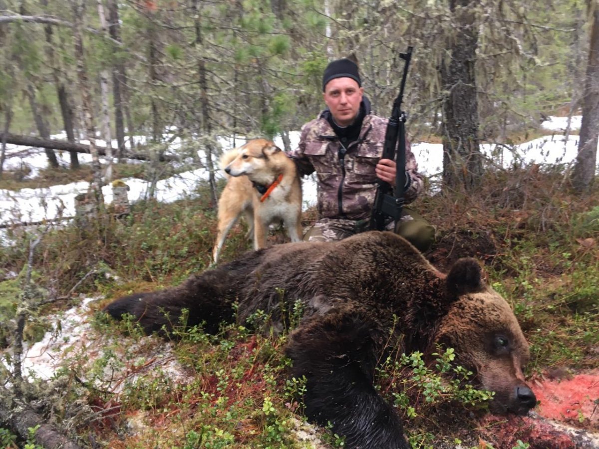 Охота на медведя видео 2023. Охота на медведя Берлога Сибирь. Охота на медведя с лайками Западной Сибири. Охота на медведя с лайками 2021. Охота с лайкой на медведя Сибирский охотник.