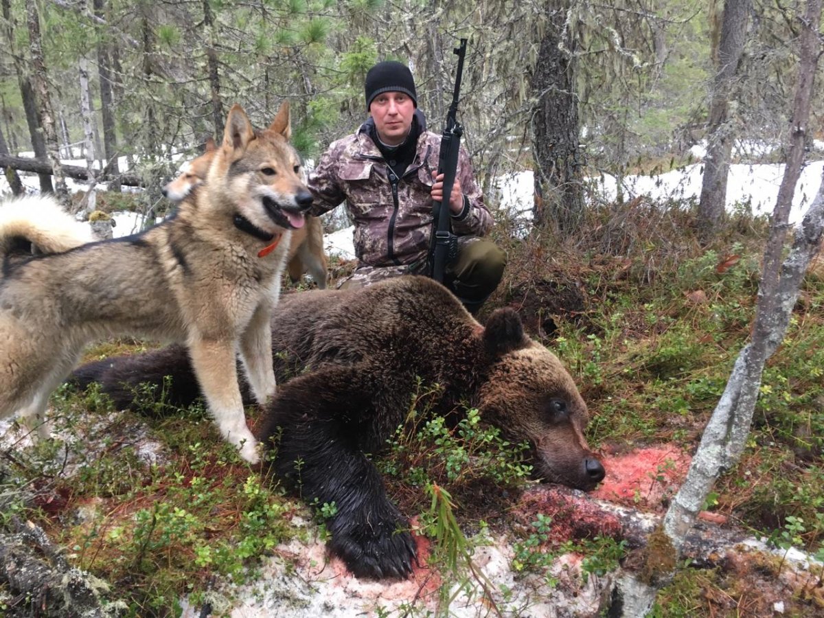 Охота с лайкой на медведя Сибирский охотник