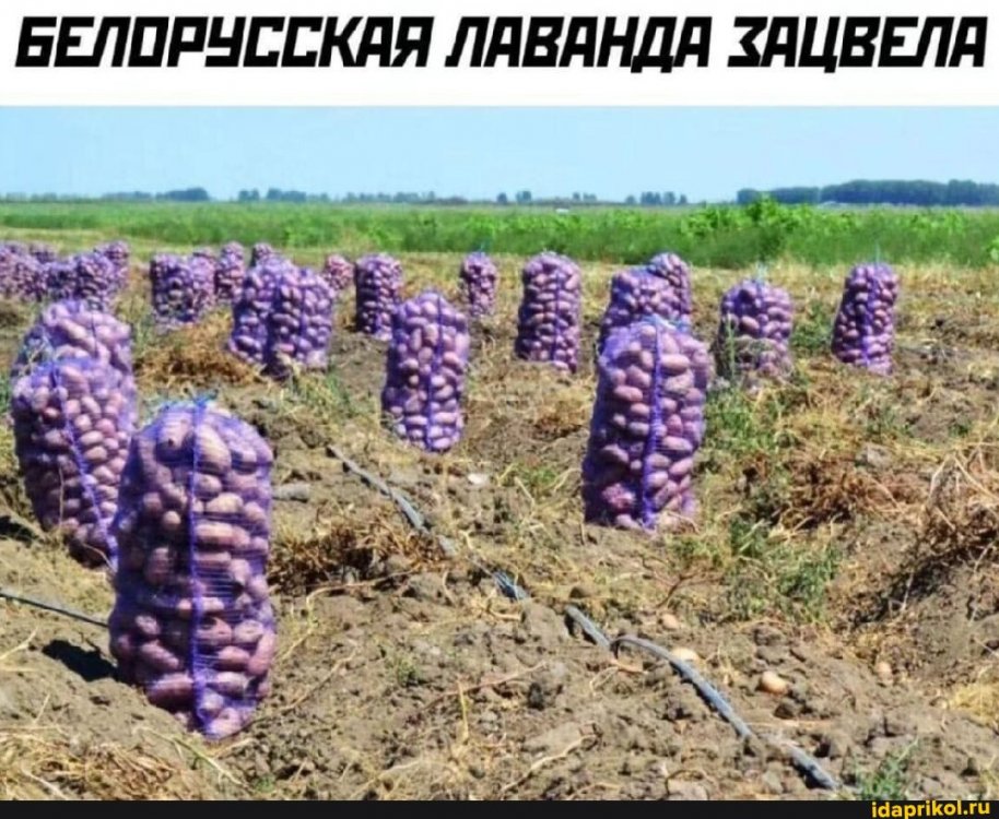 7d1db57a439a758c33afe203045674f5b3f396d87ab6a366457d1870ef717d1d_1.jpg.jpg
