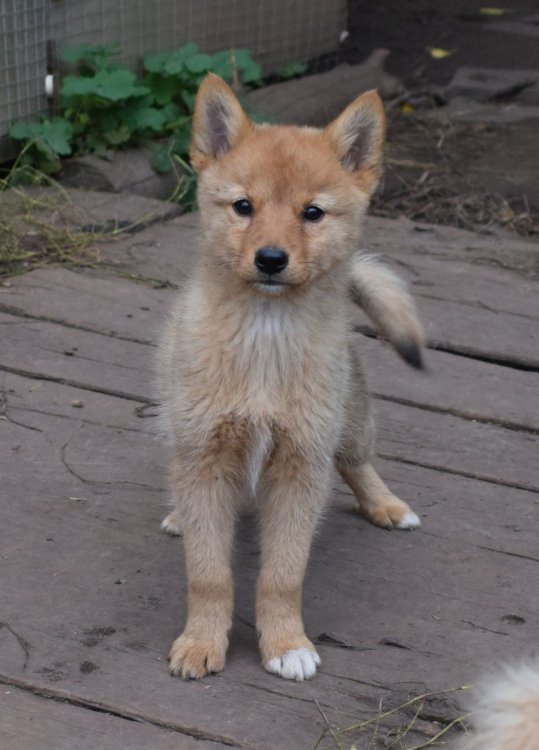 DSC_0203.JPG