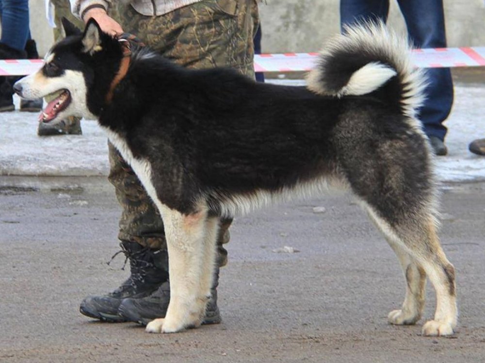 vostochno-sibirskaya-lajka-f3.jpg